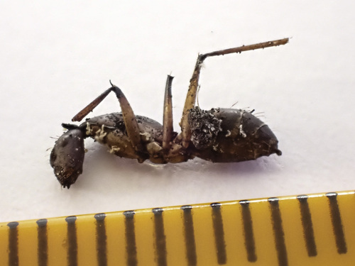 Carpenter Ant
