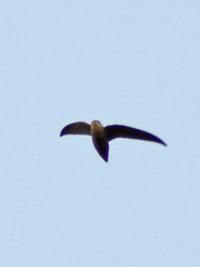 Chaetura
