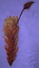 Macromitrium submucronifolium