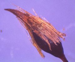 Macromitrium submucronifolium