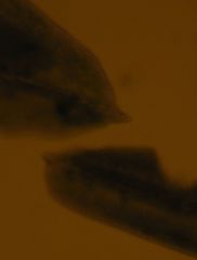 Macromitrium submucronifolium