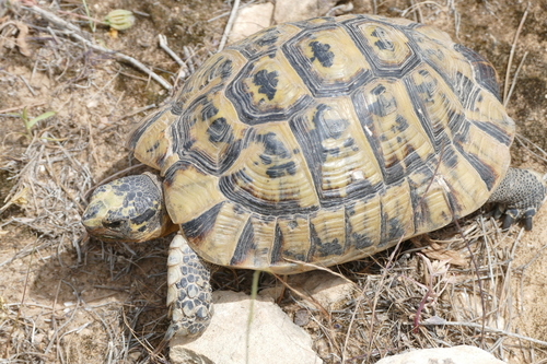 Greek Tortoise