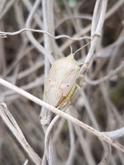 Agapophyta bipunctata