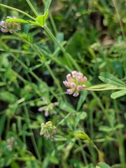 Trifolium bifidum