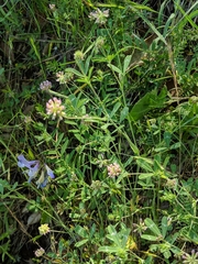 Trifolium bifidum