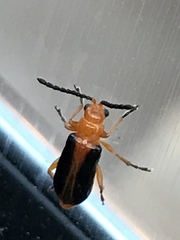 Phyllobrotica limbata