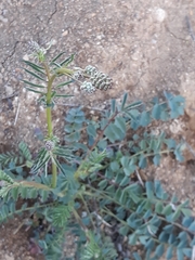 Sanguisorbinae
