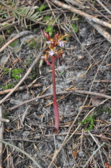 Corallorhiza maculata occidentalis