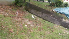 Cacatua goffiniana