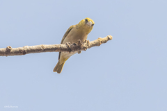 Heuglin's Masked-Weaver photo 2