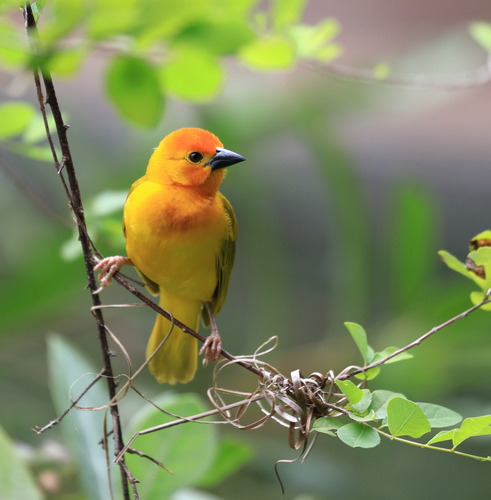 Golden Palm Weaver (Ploceus bojeri), photo 3