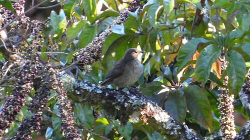 Mountain Thrush (Turdus plebejus), photo 7