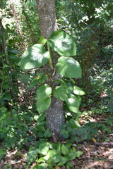 Epipremnum