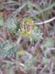 Scutellaria orientalis
