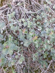 Scutellaria orientalis