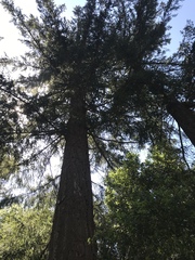 Pseudotsuga