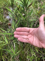 Xyris platylepis