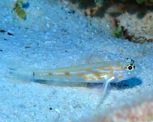 Pallid goby (Coryphopterus eidolon) — Gobiidae — 3
