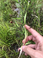 Xyris platylepis