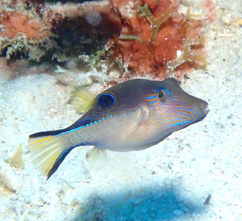 Sharpnose Puffer