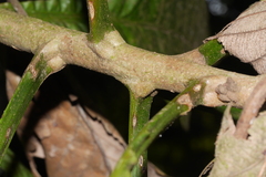 Nico, CC0, iNaturalist via GBIF Grias peruviana, photograph Nico, CC0, iNaturalist via GBIF