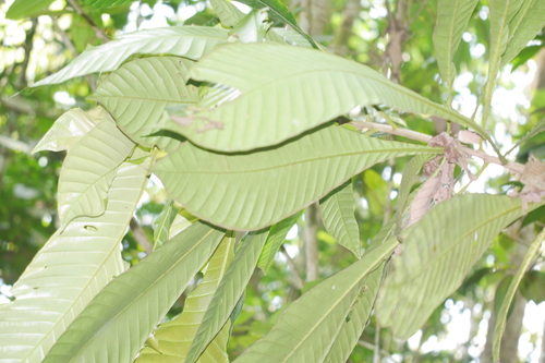 Grias peruviana, photograph 2