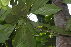 Nico, CC0, iNaturalist via GBIF Grias peruviana, photograph Nico, CC0, iNaturalist via GBIF
