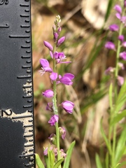 Polygala polygama