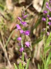 Polygala polygama