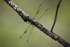 Gomphaeschna antilope
