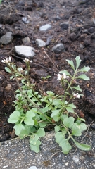 Cardamine umbellata