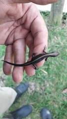 Pholidobolus vertebralis