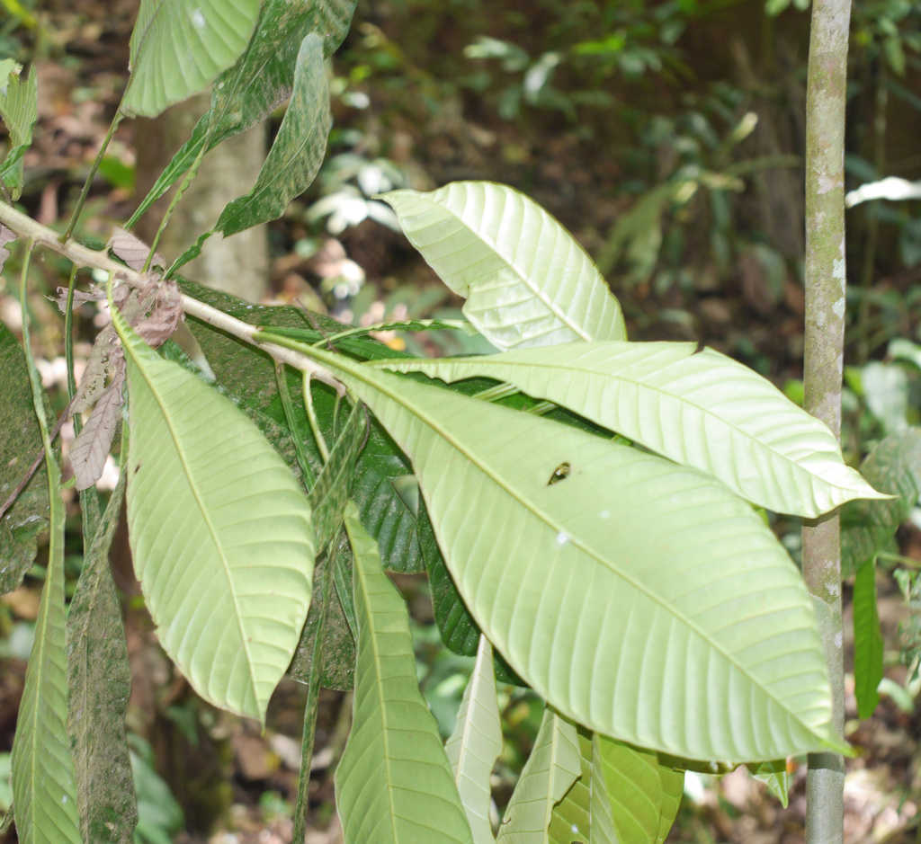 Grias peruviana; photograph Nico, CC0, iNaturalist via GBIF
