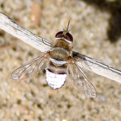 Lepidanthrax eremicus