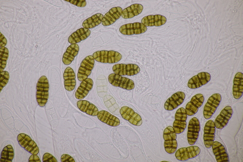 Camarosporidiella elongata observed 2024-03-09