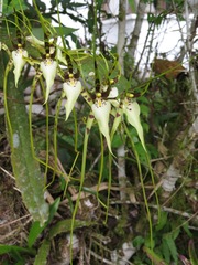 Brassia arcuigera image