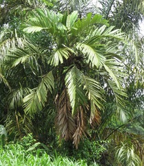 Manicaria saccifera image