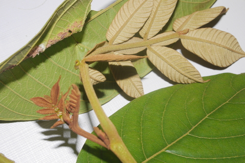 Image of Inga edulis by no rights reserved