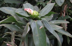 Costus guanaiensis image