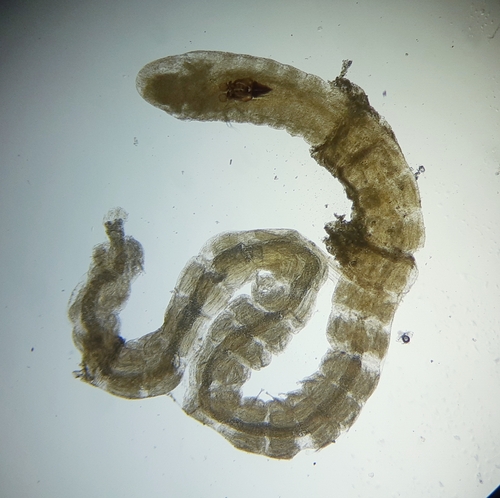 Representative image of Gallardoneris