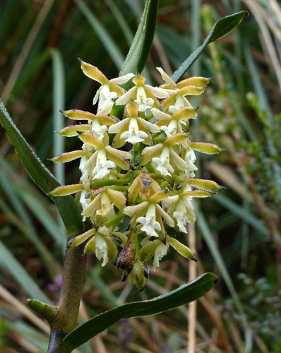 Epidendrum cotacachiense Hágsater & Dodson