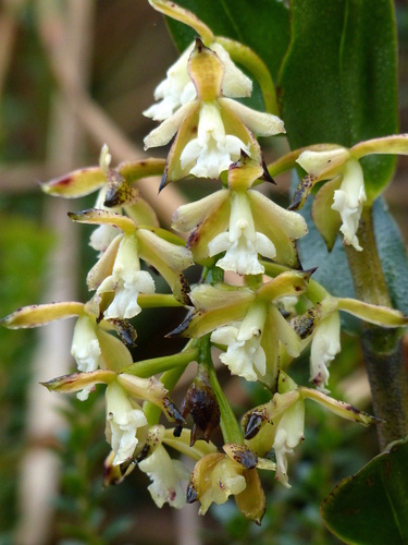 Epidendrum cotacachiense Hágsater & Dodson 2