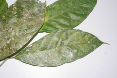 Sorocea bonplandii (Sorocea sarcocarpa)