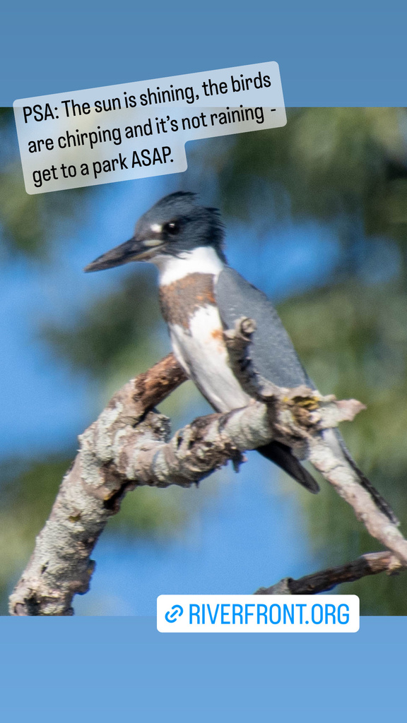 Belted Kingfisher from Great River Park, East Hartford, CT, US on