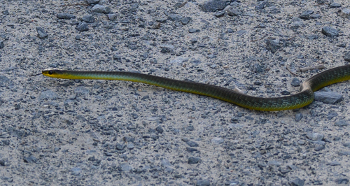Common Tree Snake sighting