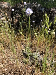 Gilia capitata capitata