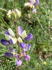 Lupinus variicolor