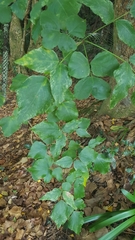 Erythrina ×sykesii