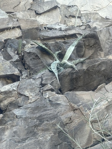 Image of Agave sobria by (c) Sula Vanderplank, some rights reserved (CC BY)