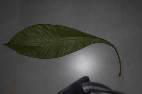 Grias peruviana, photograph 5
